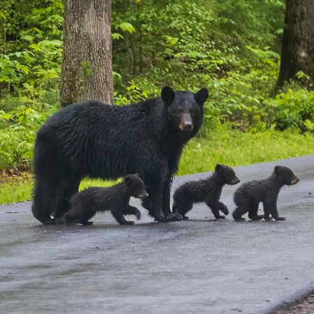 Magical Moments, Hot Tub, Wifi, 1089 Free Tickets Each Paid Day, Dollywood And More Gatlinburg Extérieur photo